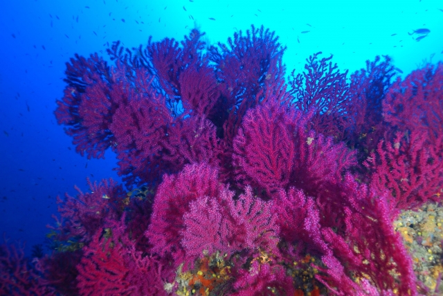  Gorgonian close together 
