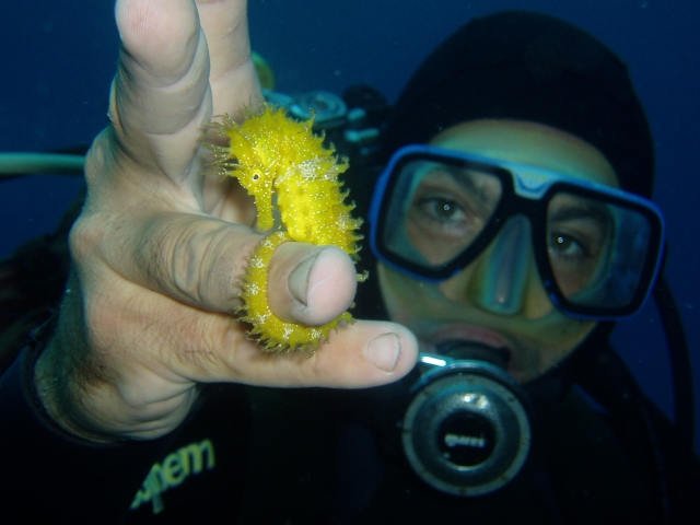  Yellow seahorse 