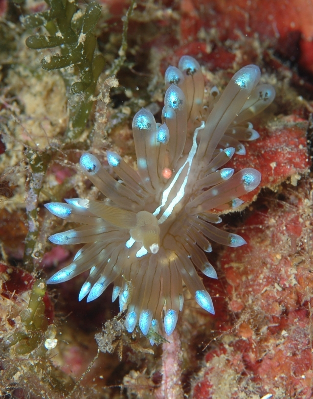  PARROT FISH 