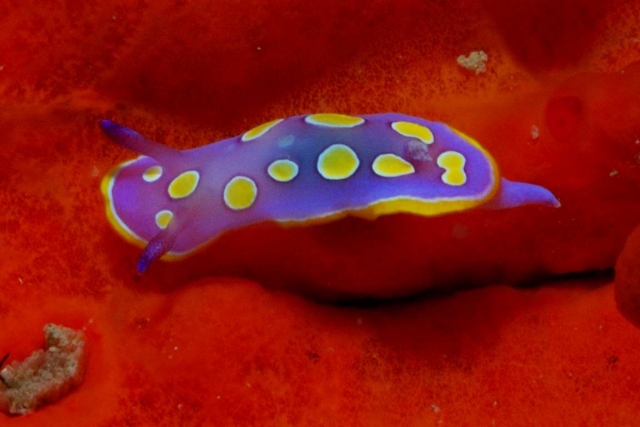  Yellow Pua Cromodoride 