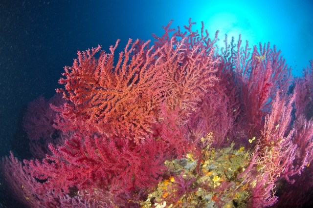  Gorgonian 