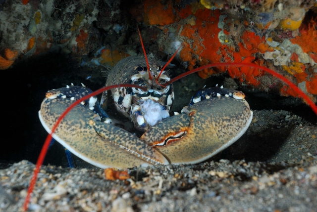  Homard 
