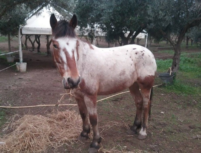 Uno dei nostro esemplari Uno dei nostro esemplari