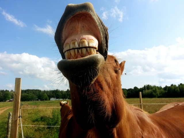  Um bom cavalo!
