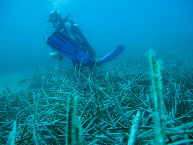  Sea Riccio/Sea Urchins 