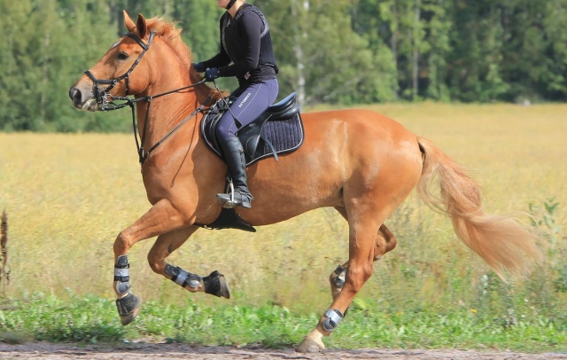 paseos a caballo