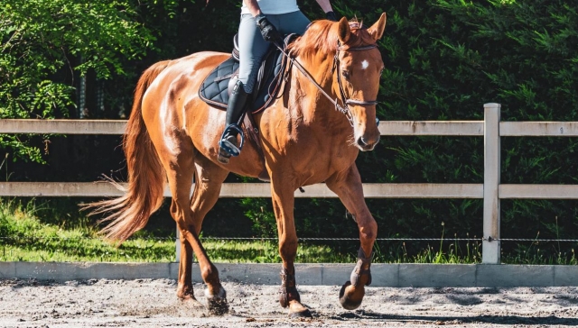 lezione di equitazione