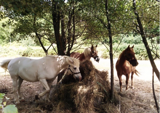  nos chevaux 