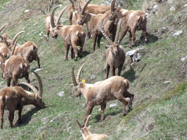 stambecchi.jpg