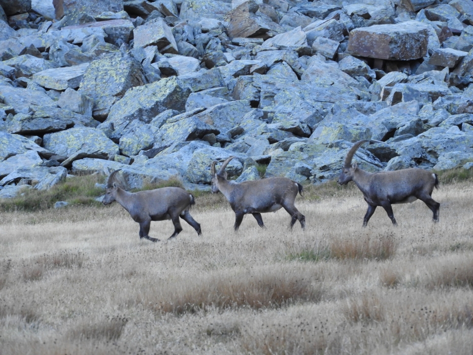  Animaux visibles sur les sentiers 