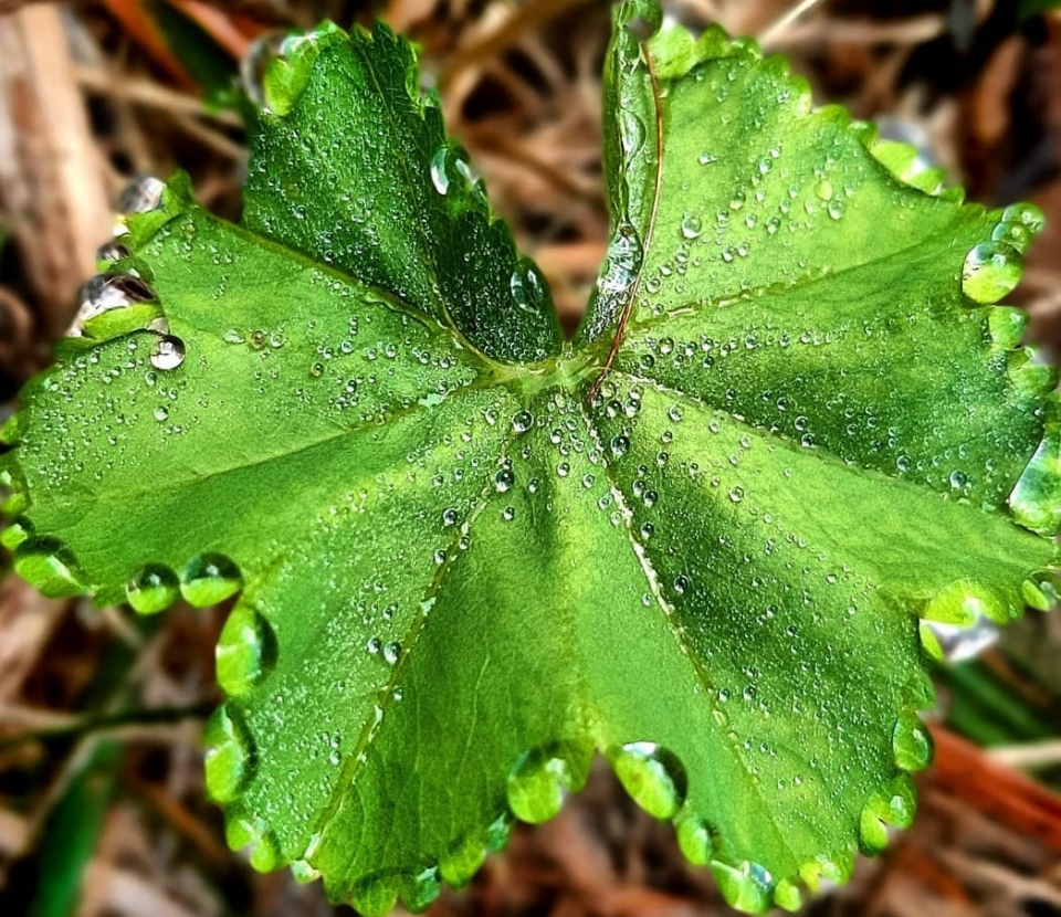  As ervas que pudemos encontrar 