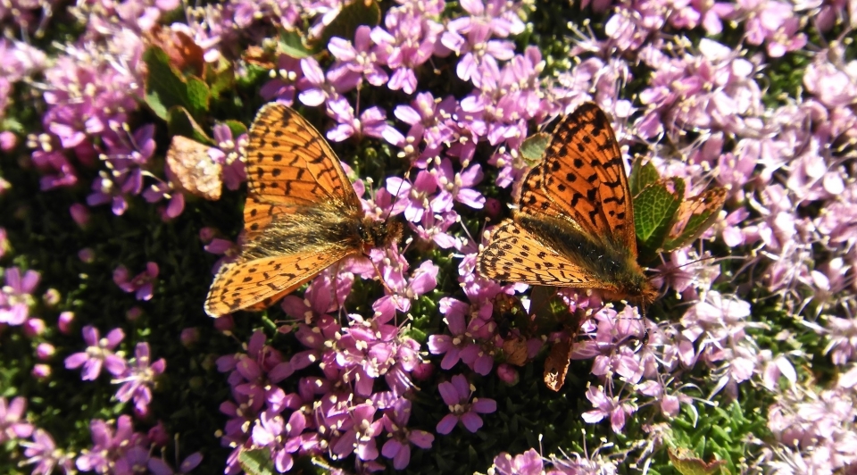  As flores que pudemos colher 