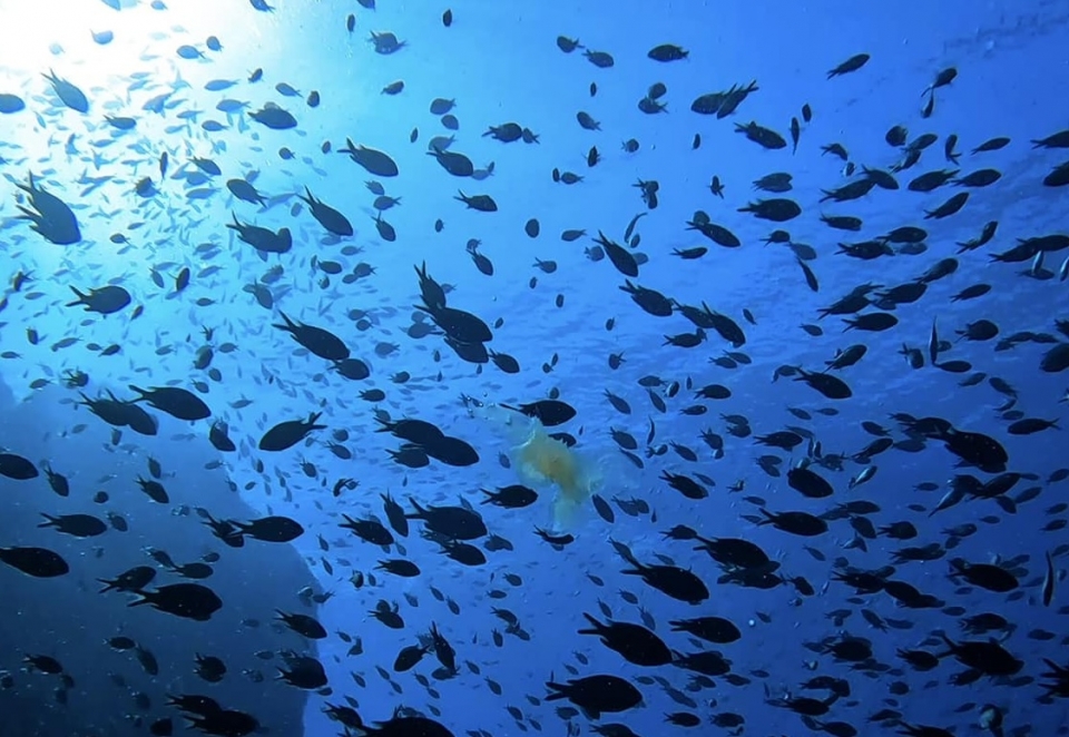  En compagnie sous l'eau 