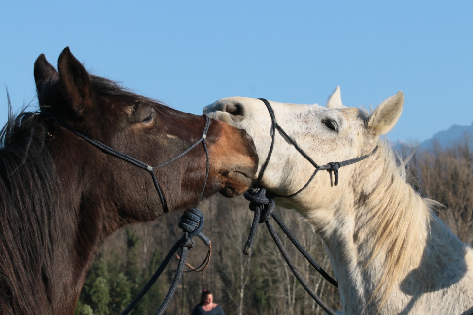 chevaux en harmonie chevaux en harmonie