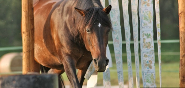  Oasis pour chevaux et cavaliers 