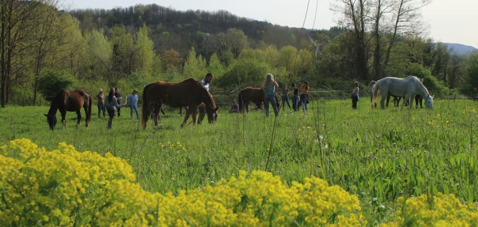 Cavalos Cavalos