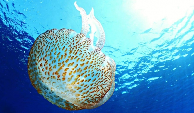 Eine Qualle, die das Meer von Ustica bevölkert 