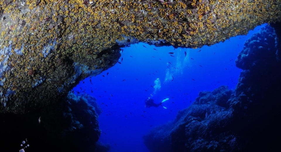 Unterwassereinblicke 