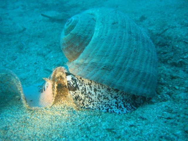 Le meraviglie sul fondo dell'Oceano