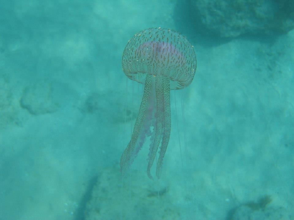 Gli abitanti del mare