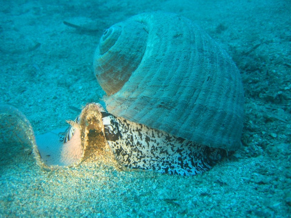 Le meraviglie sul fondo dell'Oceano