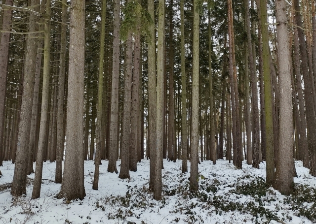 Le chemin que nous emprunterons 