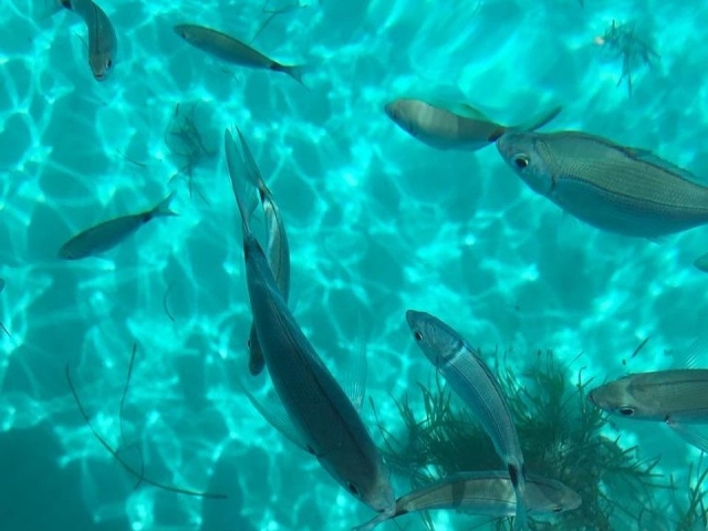  Fauna das águas de Favignana