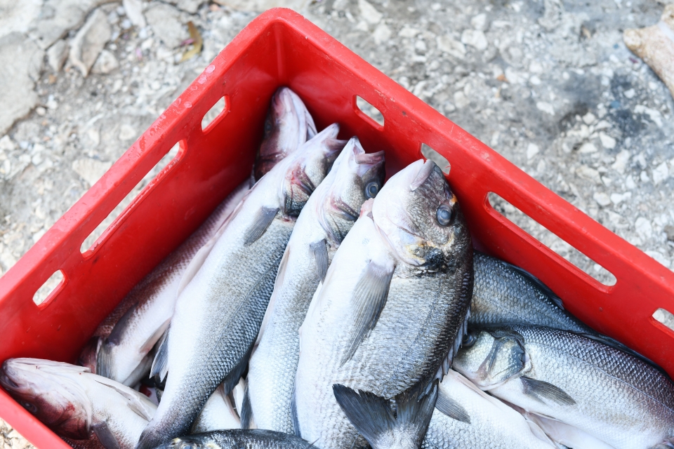 Butin de pêche 