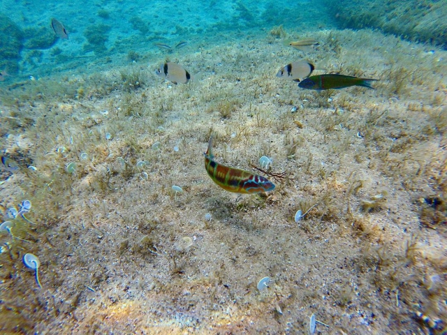  La faune des fonds marins 