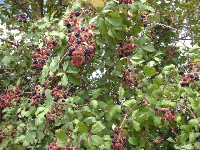  ein Brombeerstrauch 