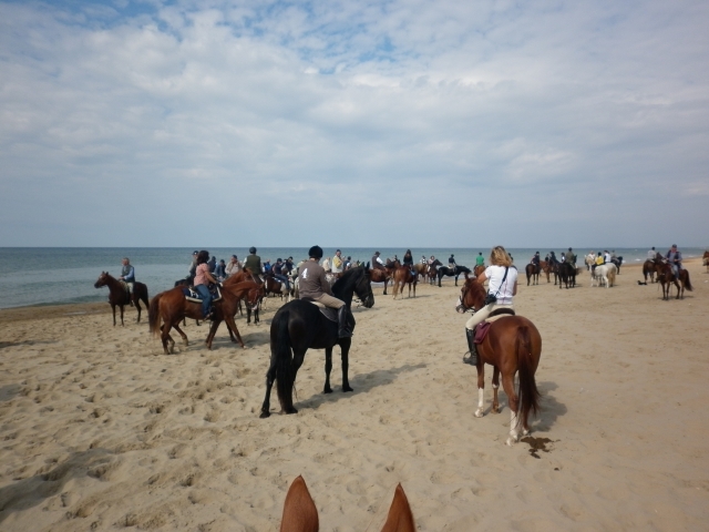 Dal cavallo