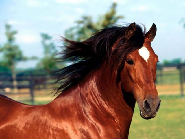 Conoce a nuestros animales 
