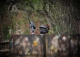 Paintball Vêneto