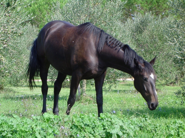 Nossos cavalos 