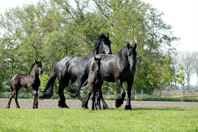  chevaux 