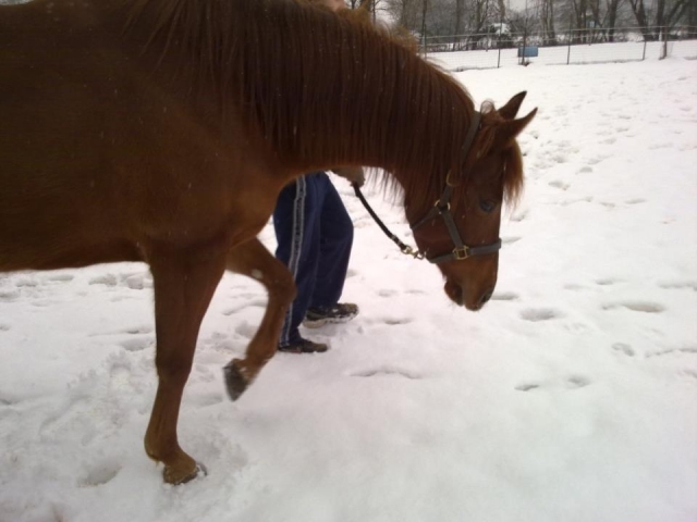 Descobrindo a neve 