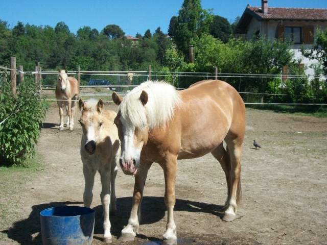 Alguns de nossos cavalos 