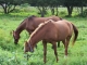 Rutas a Caballo Magliano in Toscana