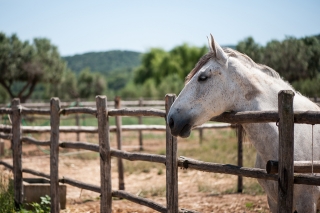 Equitation en groupe + pique-nique en Toscane
