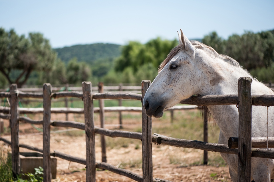 Beaux chevaux de la Maremme 