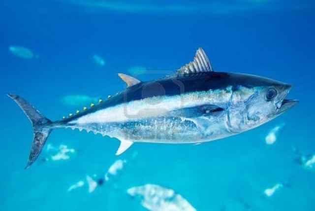  Blauflossen-Thunfisch 