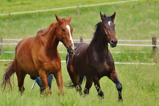  caballos 