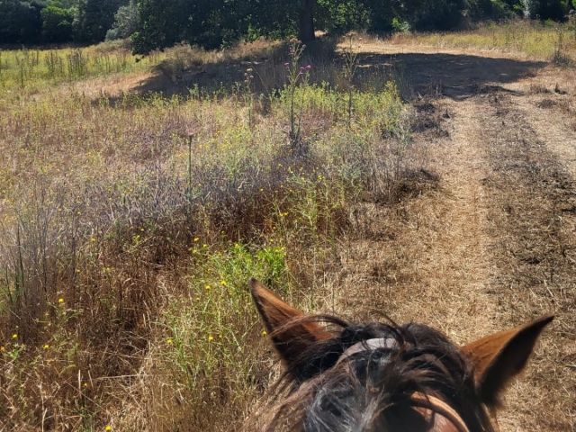  Paseos a caballo en Grosseto 