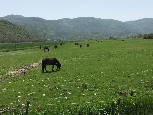  Pâturage des chevaux 