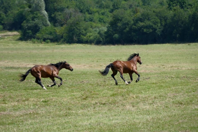 Cavalli liberi