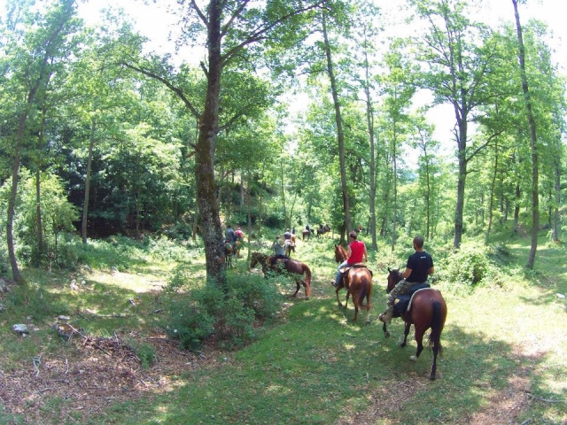  Bois des Abruzzes 