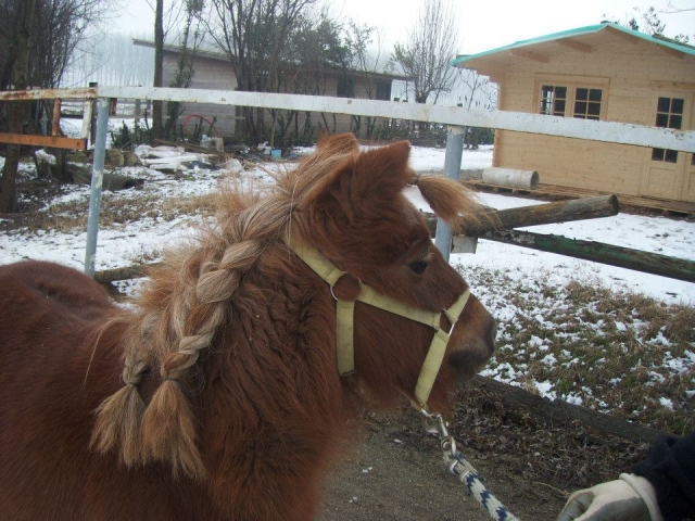 Beaux Poneys 