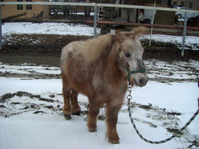 Dans la neige 