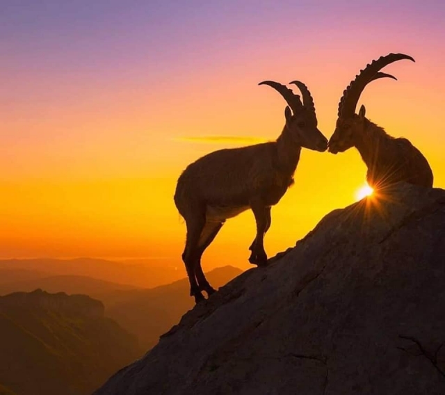  wild animals