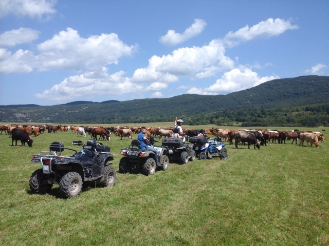 Escursioni quad